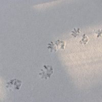 Opossum tracks in the snow.