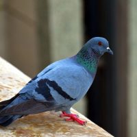Pigeon 2