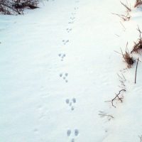 Cottontail rabbit tracks in the snow. Note the back paws land in front of the front paws.