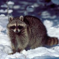 A raccoon in the snow. Raccoons are gray-brown mammals with a dark eyemask and dark rings on their tails.