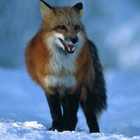 Red fox standing in the snow.
