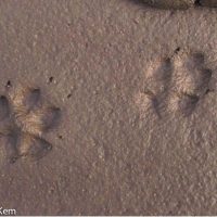 Red fox tracks in the mud. Note that not all of the claw marks register. Since foxes have a lot of fur on their paws, their tracks are usually somewhat indistinct.