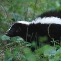 Close-up of striped skunk.