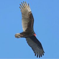 An adult turkey vulture in flight.