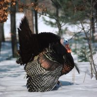 Tom (male) turkey displaying his feathers on a snowy day.