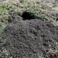 Large amount of soil excavated at the woodchuck or "groundhog" burrow entrance.