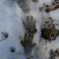 Notice the woodchuck track on top has four toes (front paw) and the track on the bottom has five toes (hind paw).