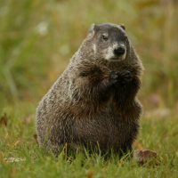 A well-fed woodchuck is sitting upright on a green lawn with its paws near its face.