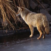 It is not uncommon to see coyotes during the day in urban areas.