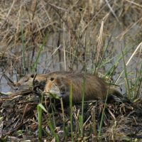 Two nutria laying on their shelter in a wetland.