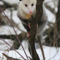 Opossum sitting in a tree in the winter.