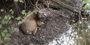 Shelby County Buck By Water
