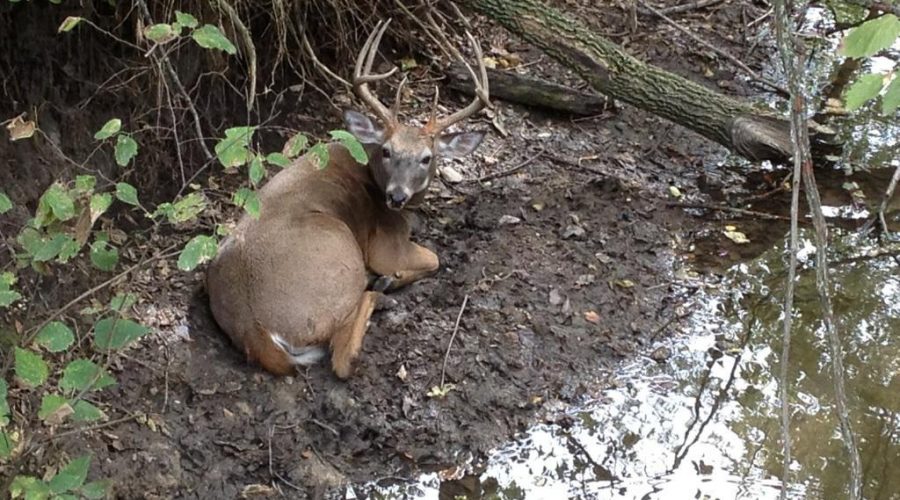 Shelby County Buck By Water
